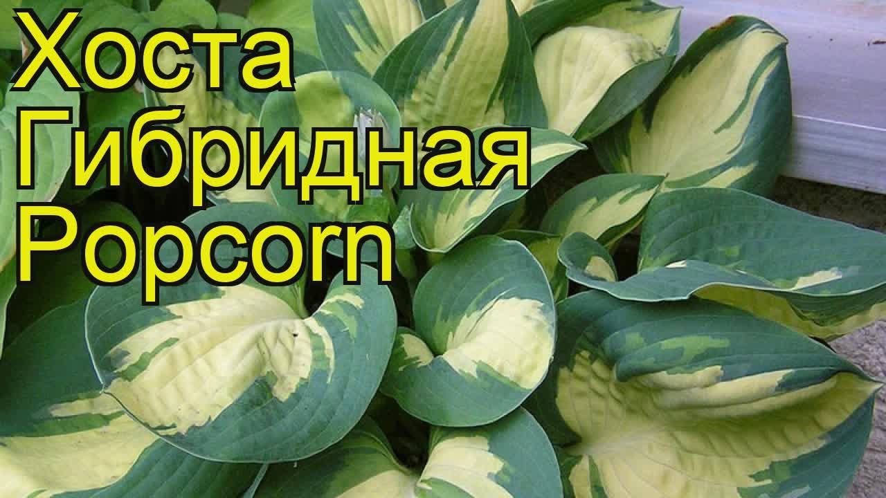 Хоста попкорн