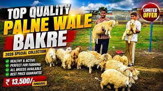 12500/- Onwards Saste Palne Wale Zing Goat Kid's At SHAKIL BHAI |2026 Zing Khubsurat Bakre Malegaon 