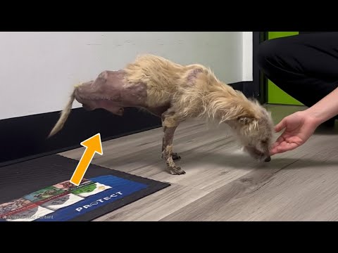 Dog Haven - YouTube