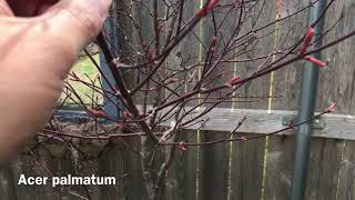 Breaking Dormancy and Spring Update by Botanical Real  90 views 1 year ago 8 minutes, 19 seconds