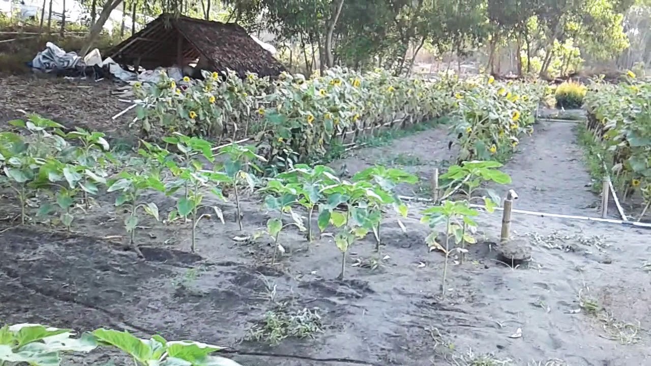  Taman  bunga  di Yogyakarta untuk spot foto YouTube