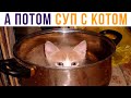 Нинада суп с котом!) Приколы с котами | Мемозг 589