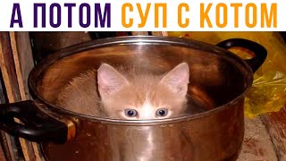 Нинада суп с котом!) Приколы с котами | Мемозг 589