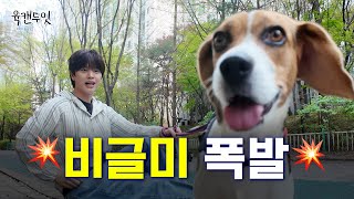 [Sub]비글특집🐶 비글돌과 비글이 만나면 생기는 일⁉️