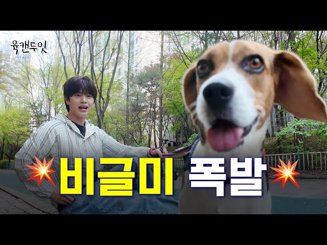 [Sub] 비글특집🐶 비글돌과 비글이 만나면 생기는 일⁉️ class=