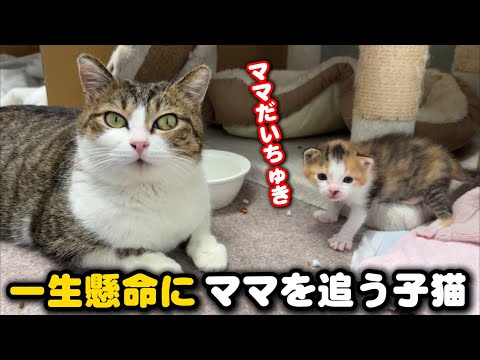 A kitten that loves its mom so much it can walk - YouTube