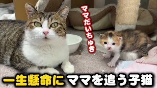 ママが大好きすぎて歩ける様になった子猫