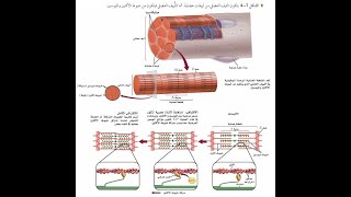 الجهاز العضلي الجزء الثاني