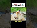 半時間で大漁！ 男の罠は本当に最強！ #川の罠 #自作釣り装置 #魚の捕獲方法 #竹で作る罠 #驚きの漁法