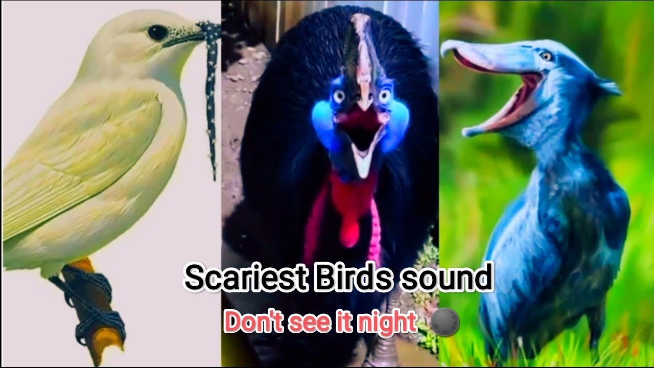 The Scariest Bird sounds in the world // Don't see it night this very scariest 😱 😰