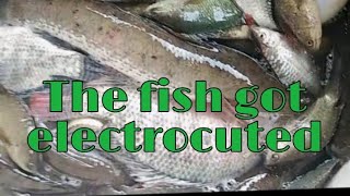 electric fishing fresh na fresh #philippines 