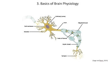 2.3. Basics of Brain Physiology, Fundamentals of Cognitive Neuroscience Course, Session 2, Part 3