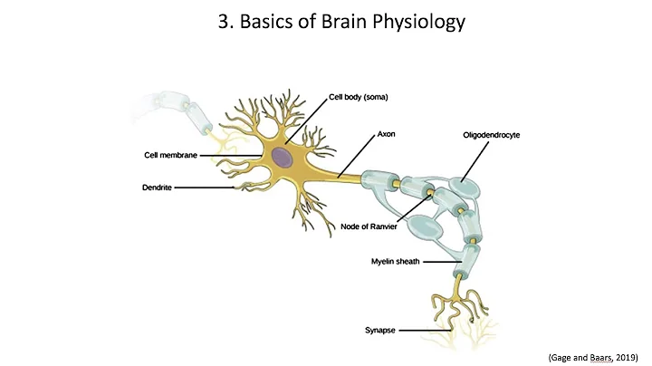 2.3. Basics of Brain Physiology, Fundamentals of Cognitive Neuroscience Course, Session 2, Part 3