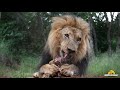 Wildlife Encounter- Lion &amp; Safari Park Tour