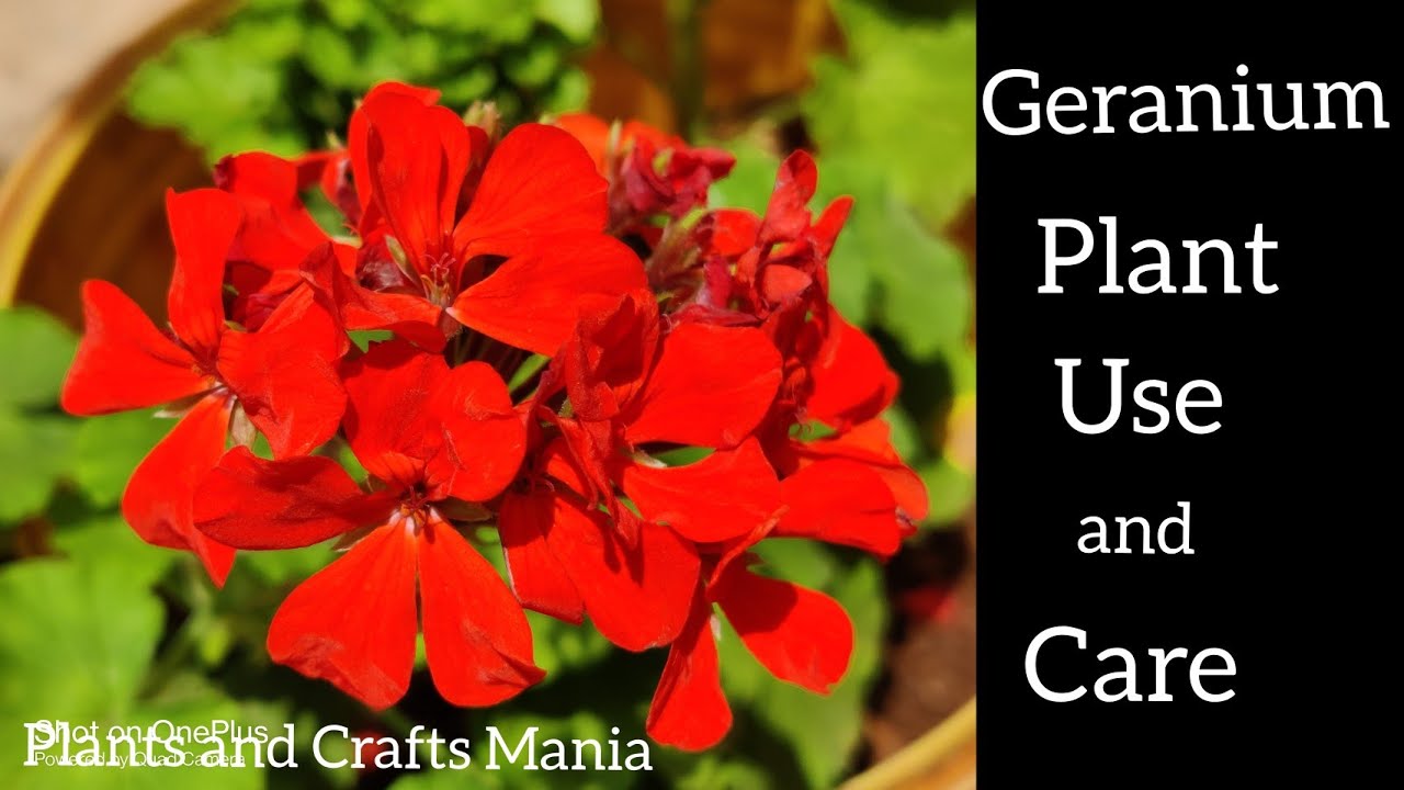 Geranium plant use and total careMedicinal useA Z information in