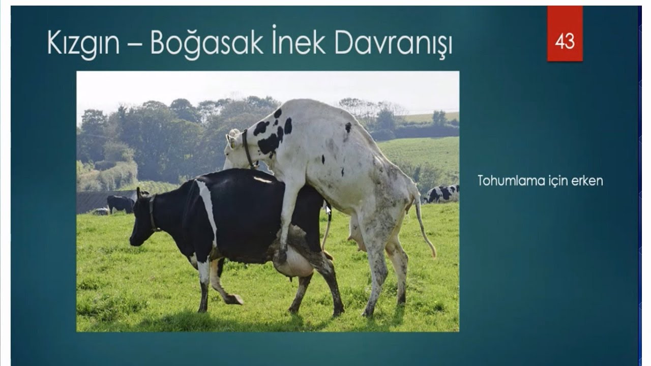 İneğimizin kızgın boğassak olduğunu nasıl anlarız?