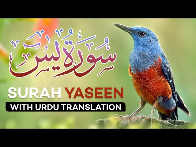Surah Yasin ( Yaseen ) with Urdu Translation | Quran Tilawat Beautiful Voice | Hindi Tarjuma class=
