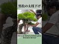 黒松の太枝下げ [How to bend a black pine branch down?]