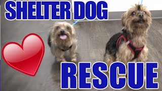 Comic With A Cause - Death Row Dog Rescue