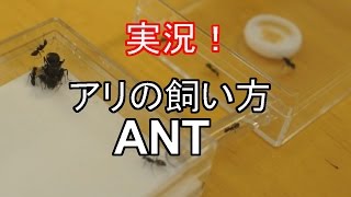 アリの飼い方　アリ飼育初めてのエサやり　【蟻の巣】