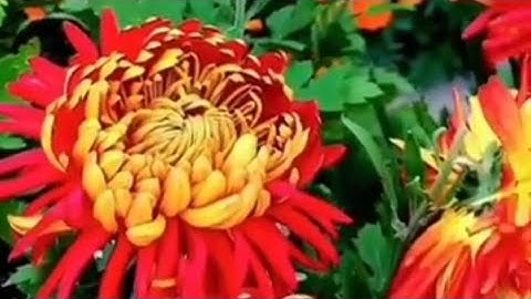 سورة نوح 71- بصوت القارئ عبد العزيز الأحمد حفظه الله، اللهم صل على جميع الأنبياء والمرسلين.