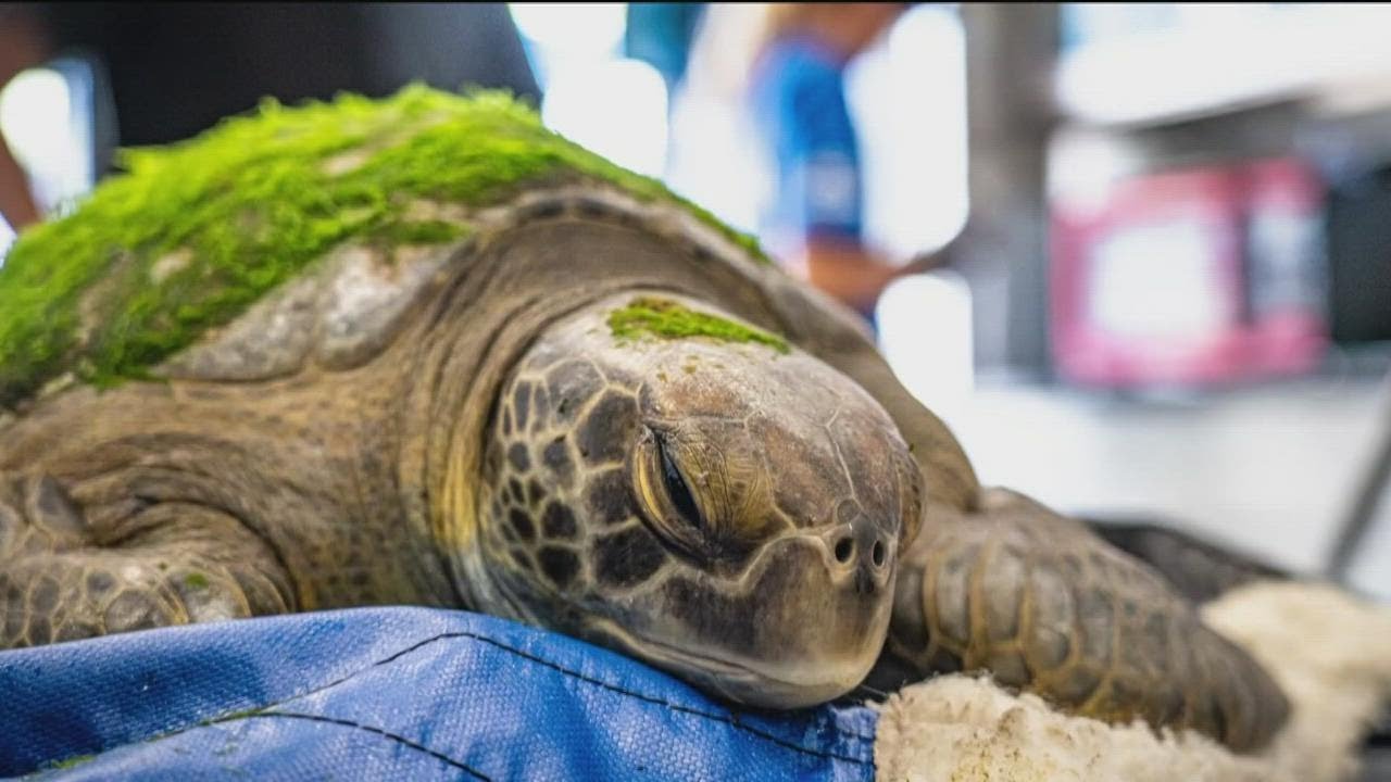 "Lefty" the rescued endangered green sea turtle returns back to the ...
