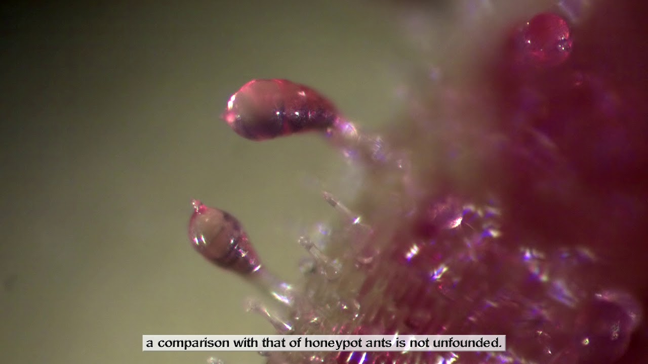 Sonnentau / Sundew ID: Drosera cucullata