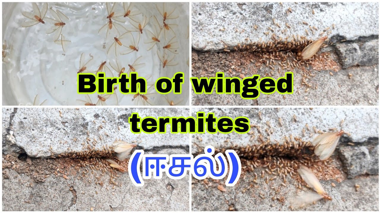ஈசல் பிறக்கும் வீடியோ | Birth of winged termites | yogi village vlog ...