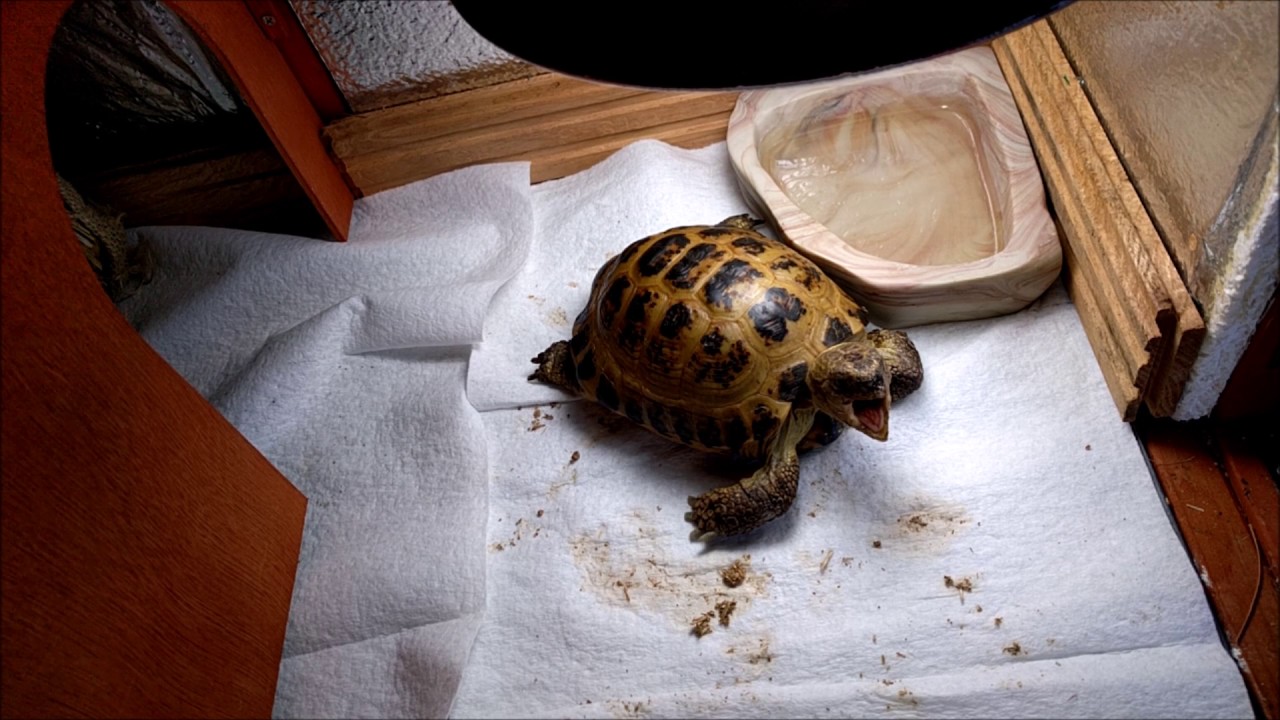snake oil Meet Pebble the Russian tortoise