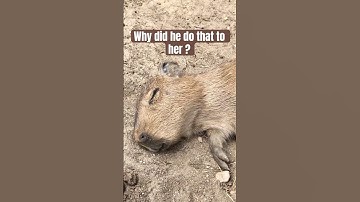 he wakes her up so abruptly 🤔 #foryou #capybara #reels