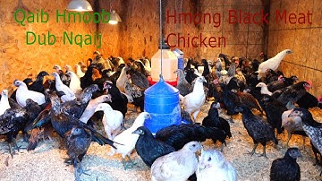 Update Hmong Black Meat Skin Fowl Chicken/Qaib Hmoob Dub Nqaij
