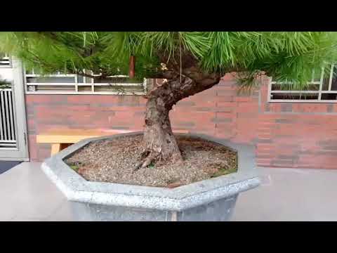 Video: Bagaimana Pohon Pinus Mekar? 16 Foto Masa Berbunga Pohon Pinus Di Yakutia Dan Tempat Lainnya. Seberapa Sering Mekar? Seperti Apa Rasanya Setelah Berbunga?