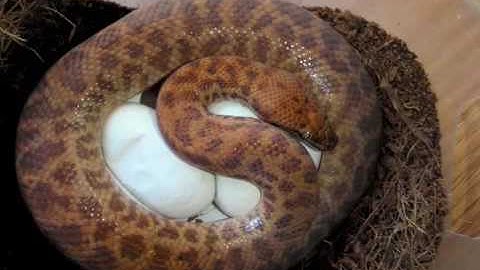 Another one of my Anthill pythons with GOOD eggs.