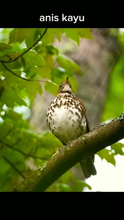 burung unik anis kayu