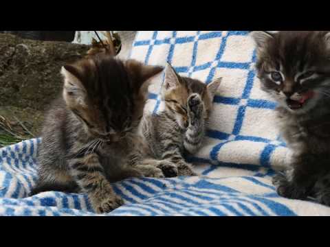 Kitten wash up time ! Cuteness
