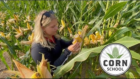 Corn School: Tackling field variability at harvest