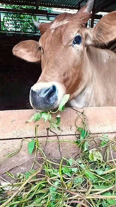 my backyard homestead diary cow farm feeding management #viral