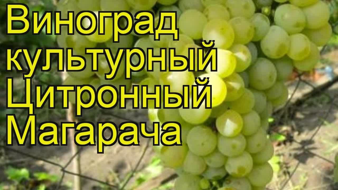 Виноград Цитронный Магарача Описание Сорта Фото