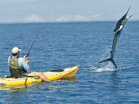 300 Pound Marlin Tows Kayak 11 MILES 