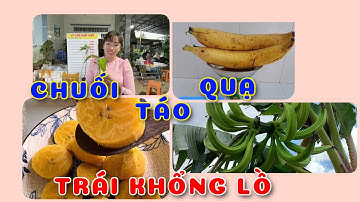 Cây Chuối táo quạ | 0386569374 - Ngọc Ngân Bến Tre | Chuyên cây độc lạ