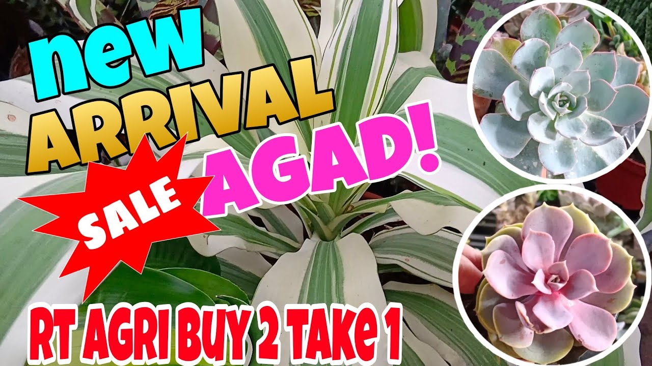 Plants Sale Buy 2 Take 1 in Ruth's Garden Silang Cavite plants 