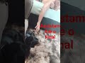 Resultado da Brincadeira no final do vídeo 📹 🐕 #cachorro #shortsbrasil