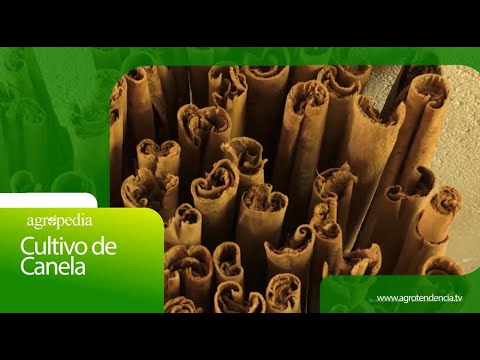 Cultivo de CANELA
