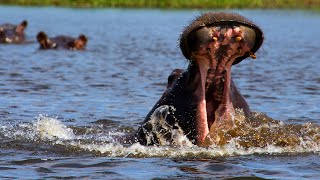 Hippo Chase in Botswana