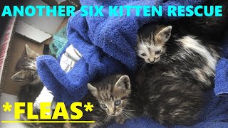 ANOTHER SIX KITTEN RESCUE - WORST FLEAS EVER!!!