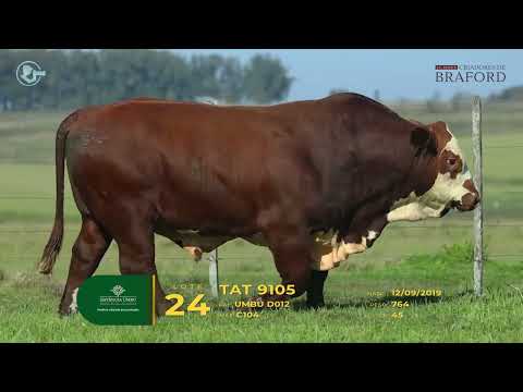 LOTE 24 - TAT 9105