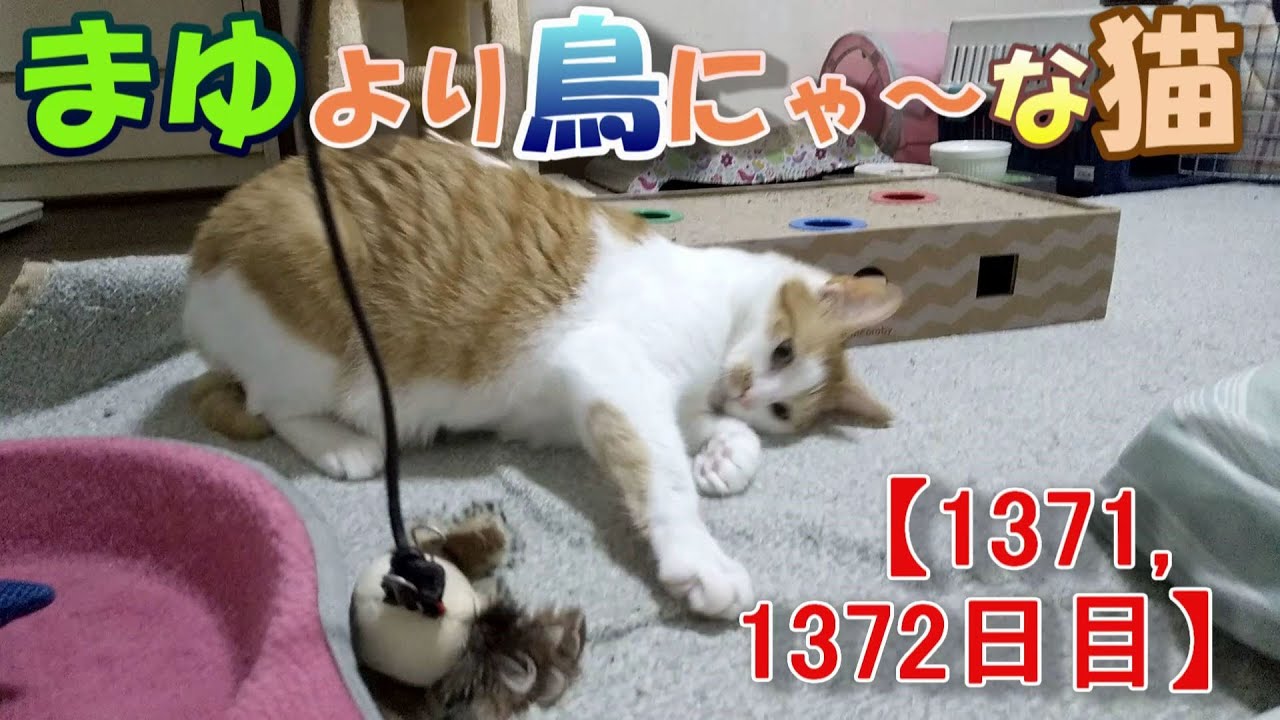 1371 1372日目 まゆより鳥にゃな猫 かわいい 面白い The Growth Record Of My Cute Cat Nike Day 1371 1372 キュン死確定の最新猫動画集めてみた Youtube