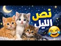 شقاوة و طعامة نص الليل