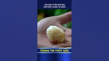 Làm giàu từ ốc bươu đen nuôi kiểu thuần tự nhiên