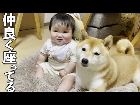 自分のベッドを赤ちゃんに占領されても怒らず大人の対応をする柴犬